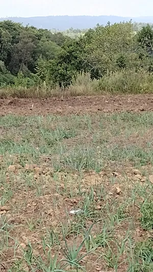 30 Acres Land for Sale in Naivasha