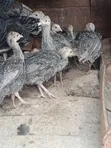Turkey Chicks/Poults - 2 Months Old - 2