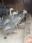 Turkey Chicks/Poults - 2 Months Old - 3