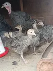 Turkey Chicks/Poults - 2 Months Old - 4