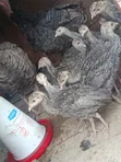 Turkey Chicks/Poults - 2 Months Old - 5