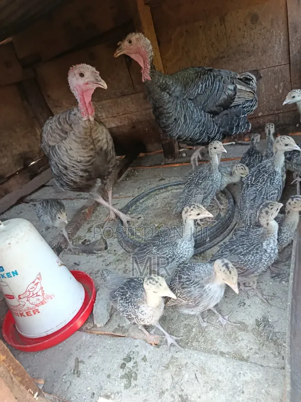 Turkey Chicks/Poults - 2 Months Old - 1