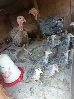 Kuku wa Uturuki (Poults) - Wenye Miezi 2