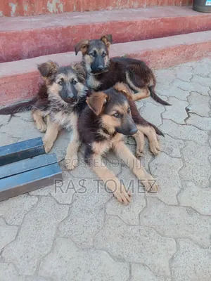 K-9 Mjerumani Mwenye Safi, Miezi 1-3, Jike