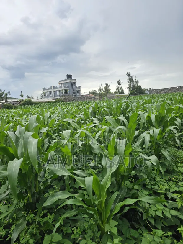 Land for Sale in Mwariki B - 1