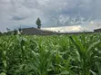Land for Sale in Mwariki B - 3