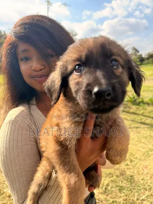 Kijana wa Mbwa Mchanganyiko wa German Shepherd