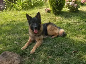 Purebred German Shepherd - 1+ Year Male