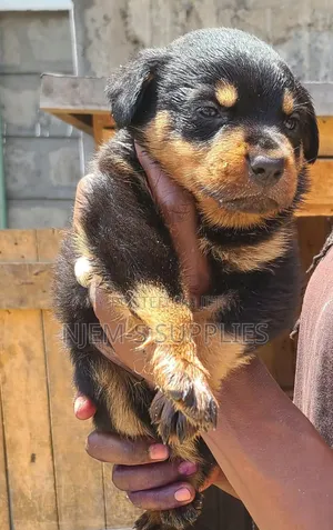 Rottweiler Safi wa Kiume, Miezi 1-3
