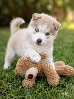 Siberian Husky Dume Safi