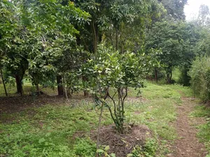Quarter Plots for Sale in Matasia, Ngong