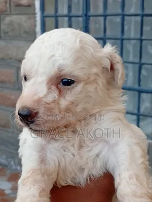 Male Maltese Terrier Mix Puppy