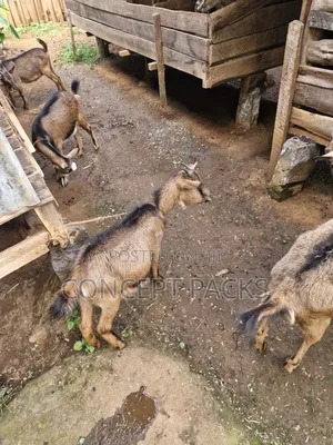 Purebred German Alpine Goats, 8 Months Old