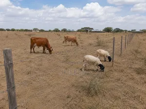 1 Acre Land for Sale in Sholinke