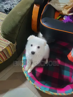 Female Purebred Japanese Spitz Puppy