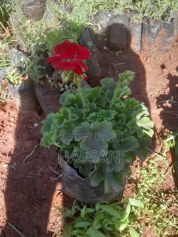 Artificial Geranium Flowers - 1