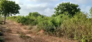 Quarter-Acre Plot for Sale in Galu Kinondo