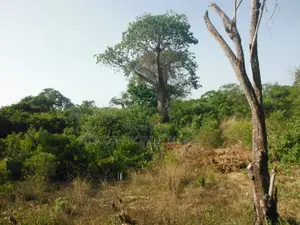 0.25 Acres Land for Sale in Shimoni