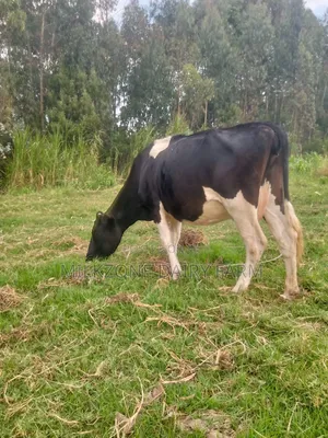 Ng'ombe wa Maziwa Aina ya Friesian