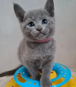 Kijana wa Paka Aina ya Russian Blue