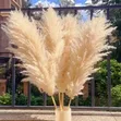Big Pampas Grass - 1