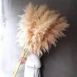 Big Pampas Grass - 2