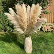 Big Pampas Grass - 3