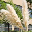 Big Pampas Grass - 4