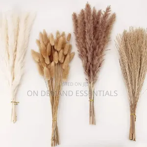 Dried Natural Bunny Tail Grass