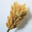 Dried Natural Bunny Tail Grass - 4