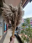 Dried Wild Mini Reed Pampas - 1
