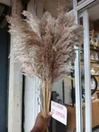 Dried Wild Mini Reed Pampas - 3