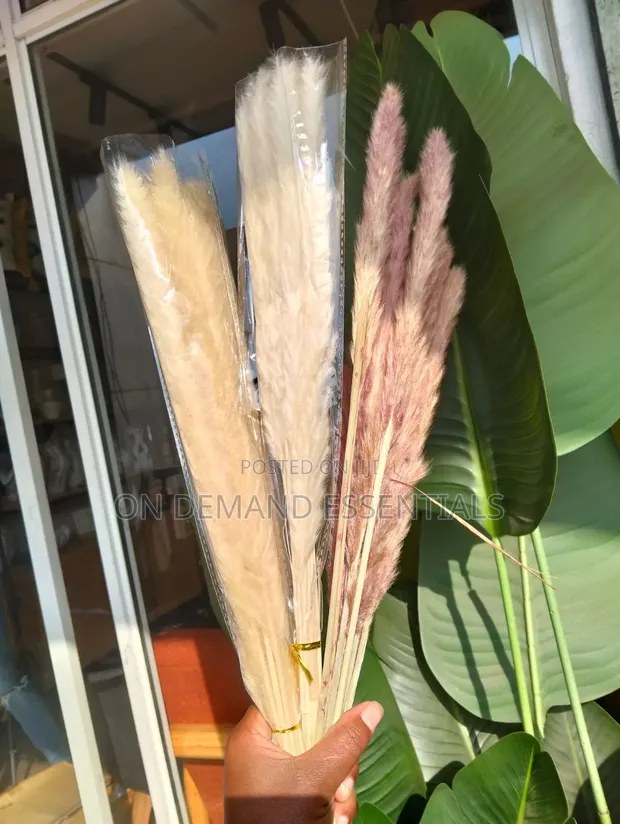 10 Pieces Dried Mini Pampas Grass - 1