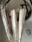 10 Pieces Dried Mini Pampas Grass - 2
