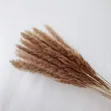 10 Pieces Dried Mini Pampas Grass - 4