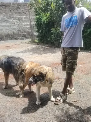 Mbwa Mdogo wa Caucasian Shepherd Safi