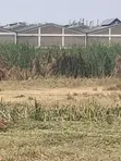 Industrial Land 5 Acres Ruiru Thika Road Behind Dr. Mattress - 1