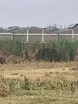 Industrial Land 5 Acres Ruiru Thika Road Behind Dr. Mattress - 4