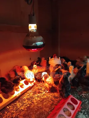 Kenbro 1-Week Old Chicks