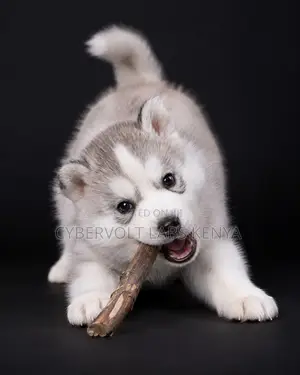 Mbwa Mdogo wa Siberian Husky Safi wa Kiume