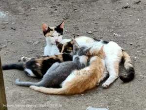 Female Purebred Calico Cat