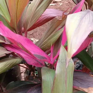 Aina ya Cordyline Fruticosa 'Red Sister'