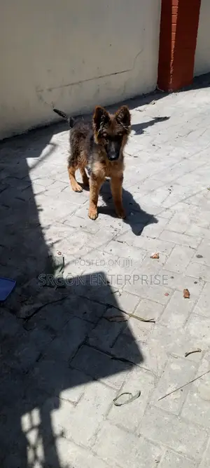 German Shepherd Jike Purebred (Miezi 3-6)