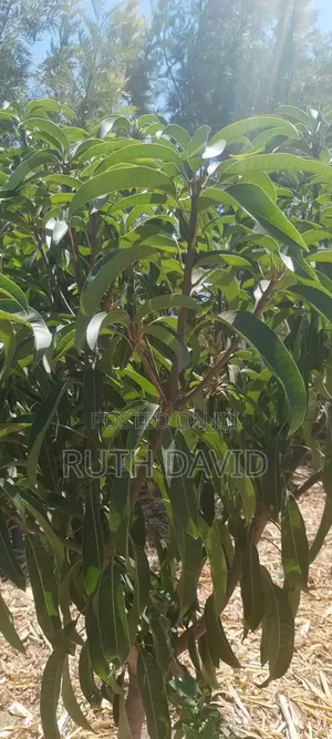 3-Bedroom House with Farm on 1/4 Acre in Kasikeu