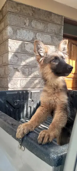 Mbwa Mdogo Jike Aina ya German Shepherd Safi