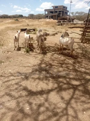 Galla Goats for Breeding and Meat