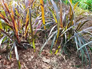 Australian Red Napier Grass Cuttings