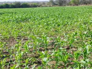 20 Acres of Farmland in Kisaju