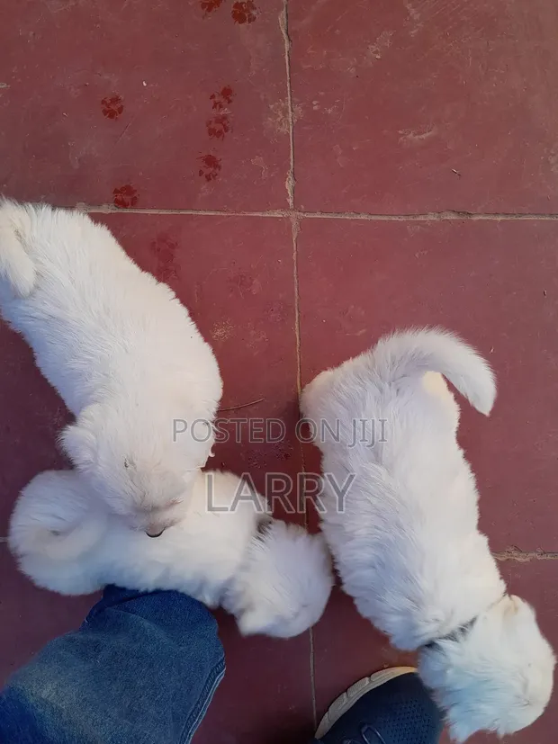 Mbwa Mzaliwa Safi wa Havanese Kiume - 1