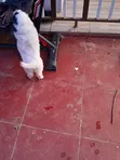 Mbwa Mzaliwa Safi wa Havanese Kiume - 2